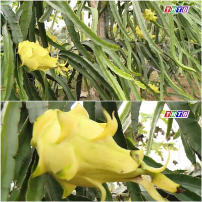 Yellow Dragon Fruit